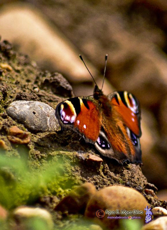 Inachis io (Vanessa Pavo Real).jpg